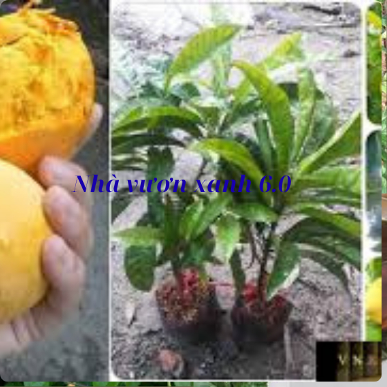 Combo 3 bầu cây giống trứng gà(lekima) thái lùn