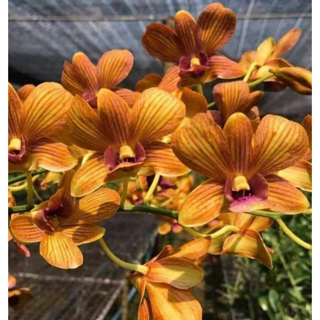 HOA LAN DENRO CAM SỌC