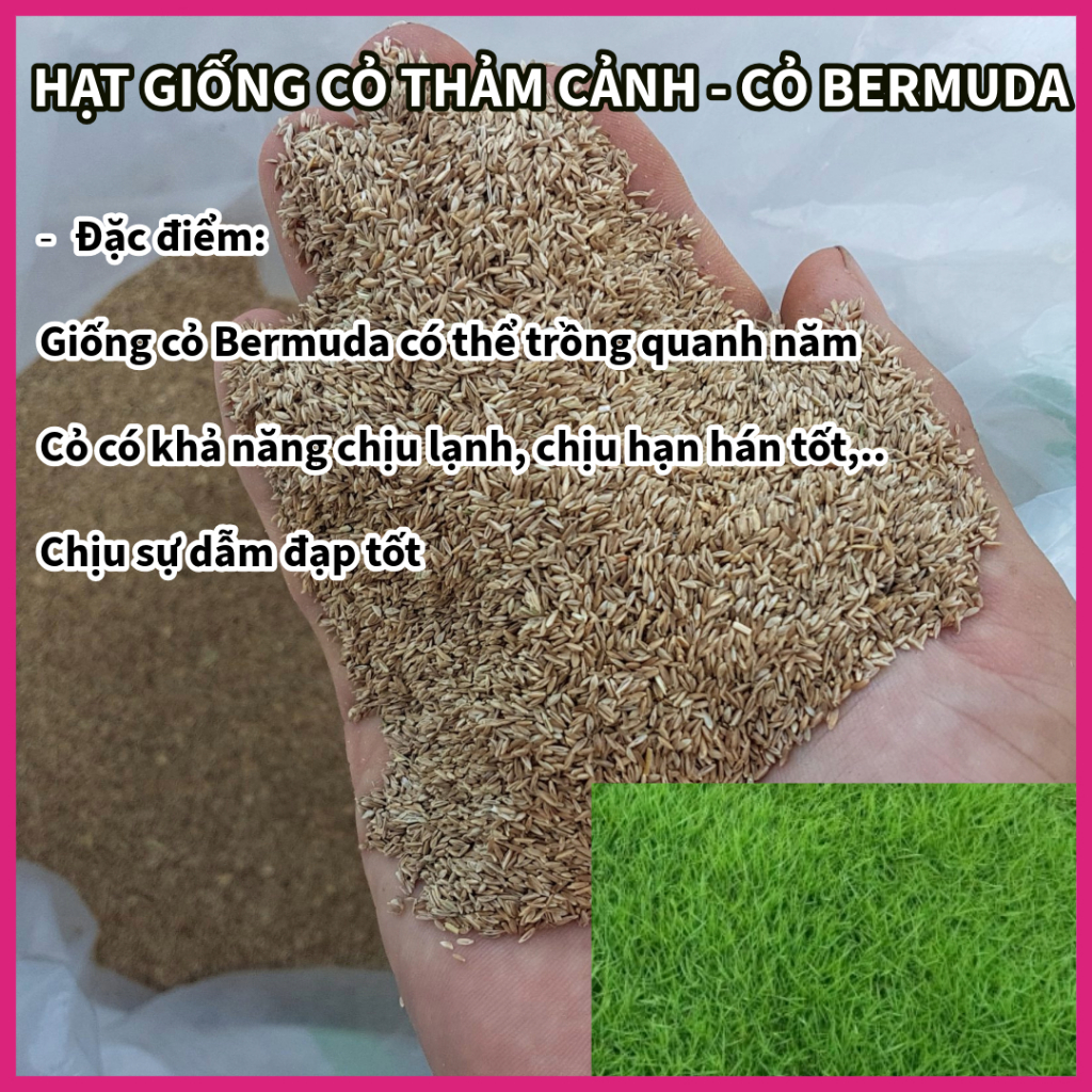 Hạt cỏ Thảm BERMUDA 500g - cỏ sân vườn