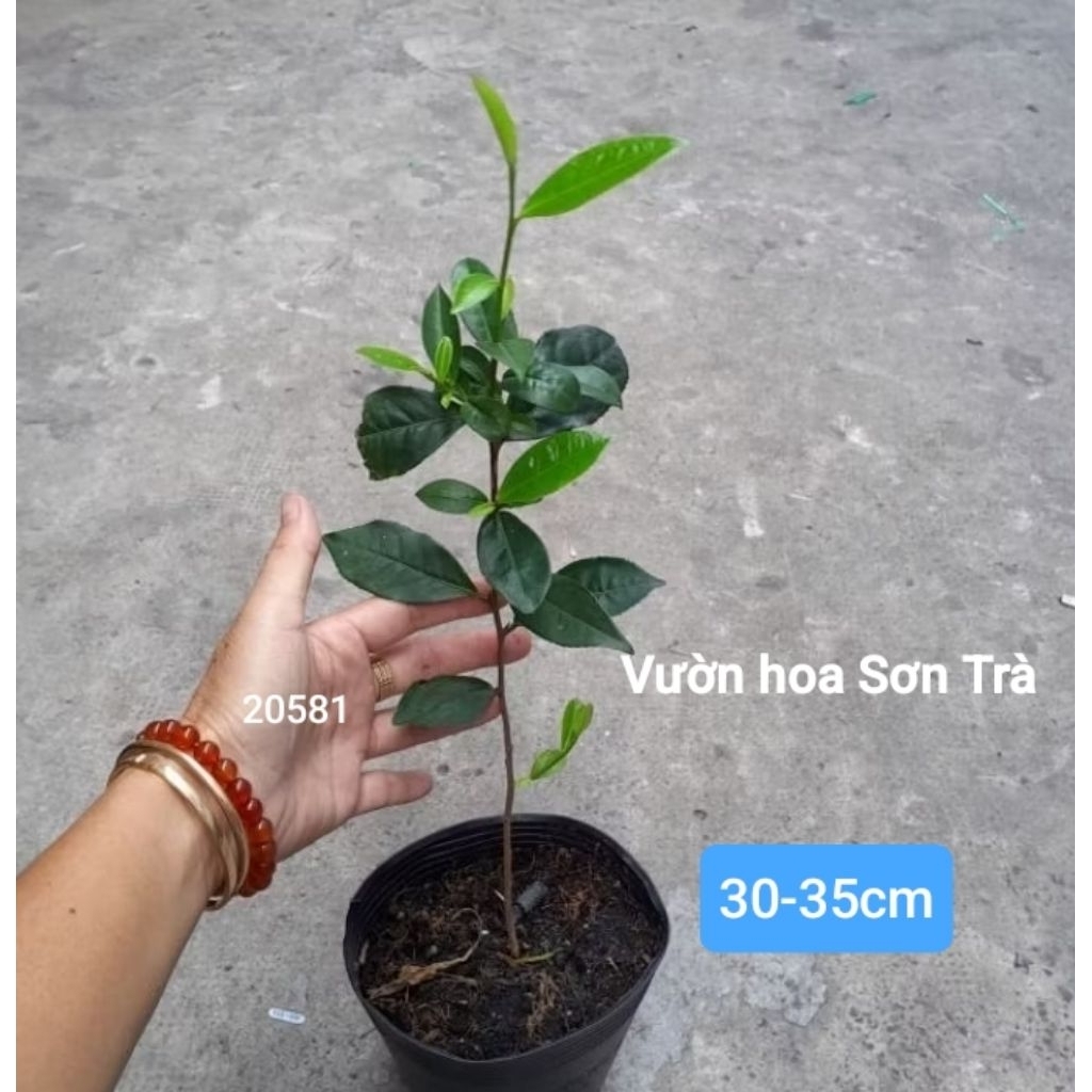 (VHST giao trong ngày) CÂY TRÀ XANH.