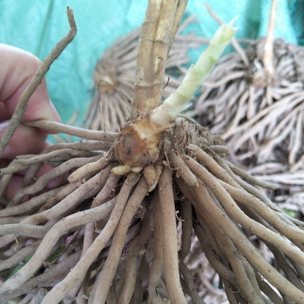 6 gốc măng tây nhỏ