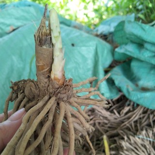 6 gốc măng tây nhỏ