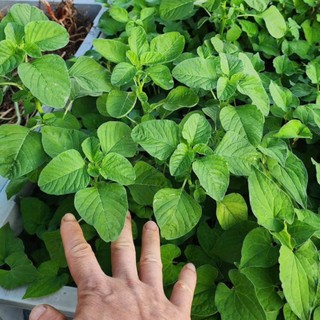 Hạt Giống Rau Dền Cơm – Dễ Trồng, Trồng Thùng Xốp Ban Công