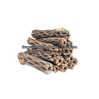 LŨA XƯƠNG RỒNG - CHOLLA CATUS ĐỒ CHƠI TÉP KIỂNG DÁN RÁY BUCEP RÊU DƯƠNG XỈ