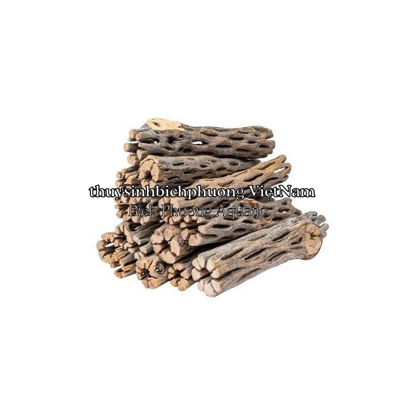 LŨA XƯƠNG RỒNG - CHOLLA CATUS ĐỒ CHƠI TÉP KIỂNG DÁN RÁY BUCEP RÊU DƯƠNG XỈ