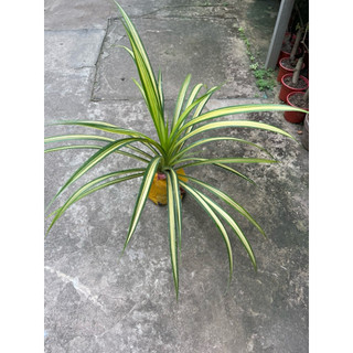 cây lá dứa sọc vàng ( dứa thái ) cây to khoẻ