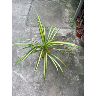 cây lá dứa sọc vàng ( dứa thái ) cây to khoẻ