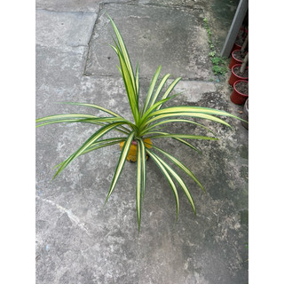 cây lá dứa sọc vàng ( dứa thái ) cây to khoẻ