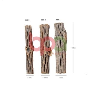 CHOLLA WOOD BABY LŨA CHOLLA HÀNG TUYỂN | ĐỒ CHƠI TÉP KIỂNG DÁN RÁY BUCEP RÊU