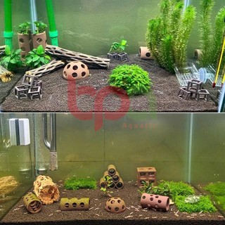 CHOLLA WOOD BABY LŨA CHOLLA HÀNG TUYỂN | ĐỒ CHƠI TÉP KIỂNG DÁN RÁY BUCEP RÊU