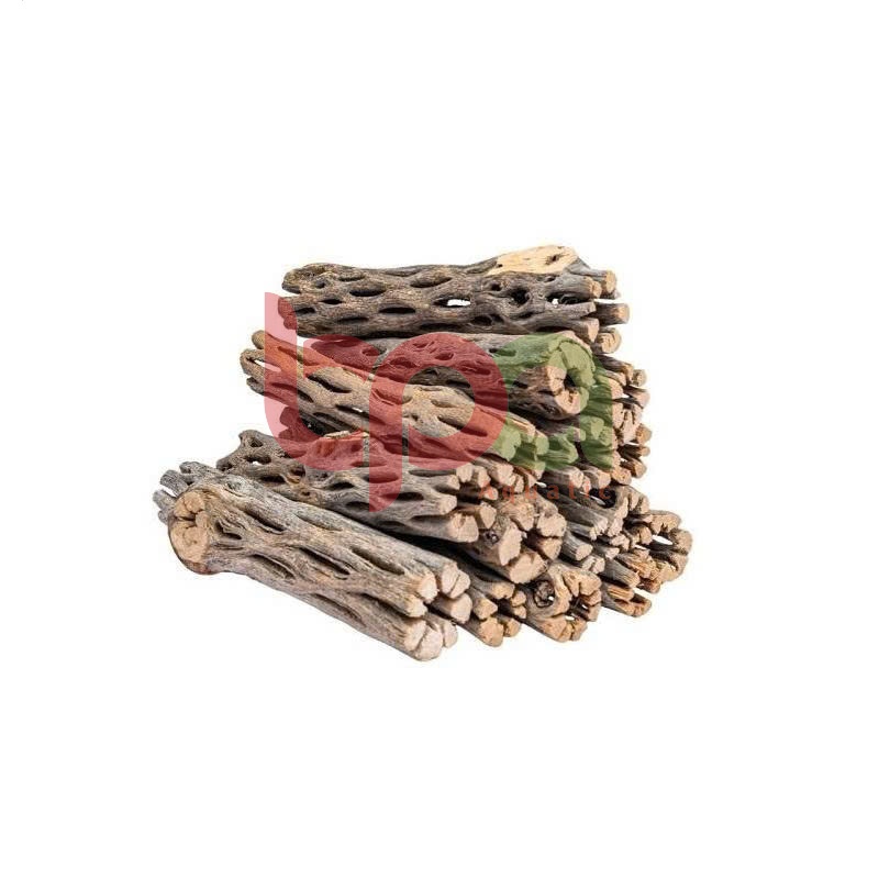 CHOLLA WOOD BABY LŨA CHOLLA HÀNG TUYỂN | ĐỒ CHƠI TÉP KIỂNG DÁN RÁY BUCEP RÊU