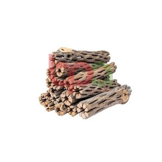 CHOLLA WOOD BABY LŨA CHOLLA HÀNG TUYỂN | ĐỒ CHƠI TÉP KIỂNG DÁN RÁY BUCEP RÊU