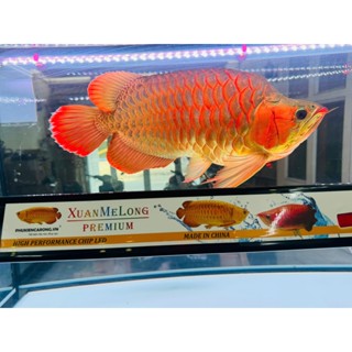  🔴ĐÈN XUANMELONG PHIÊN BẢN PREMIUM CAO CẤP LOẠI NHIỀU MẮT LED NẰM KHÍT KHÔNG PHẢI LOẠI MẮT LED THƯA 2 hàng bóng màu hồng 