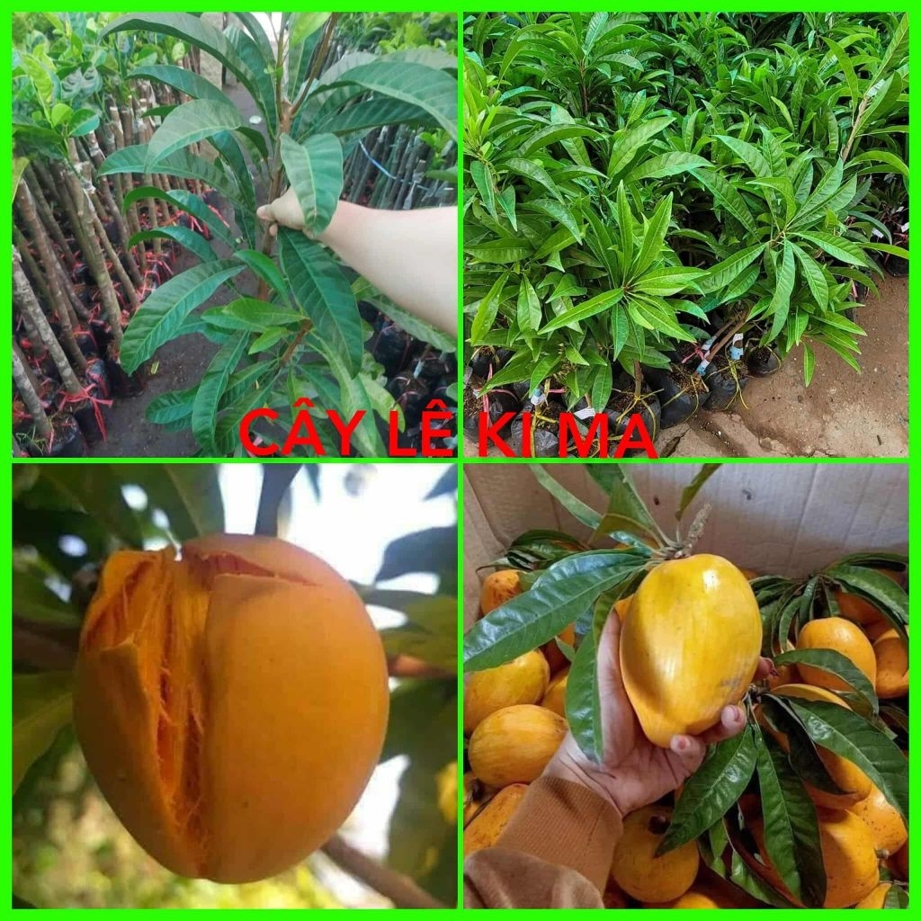 CÂY LÊ KI MA THÁI
