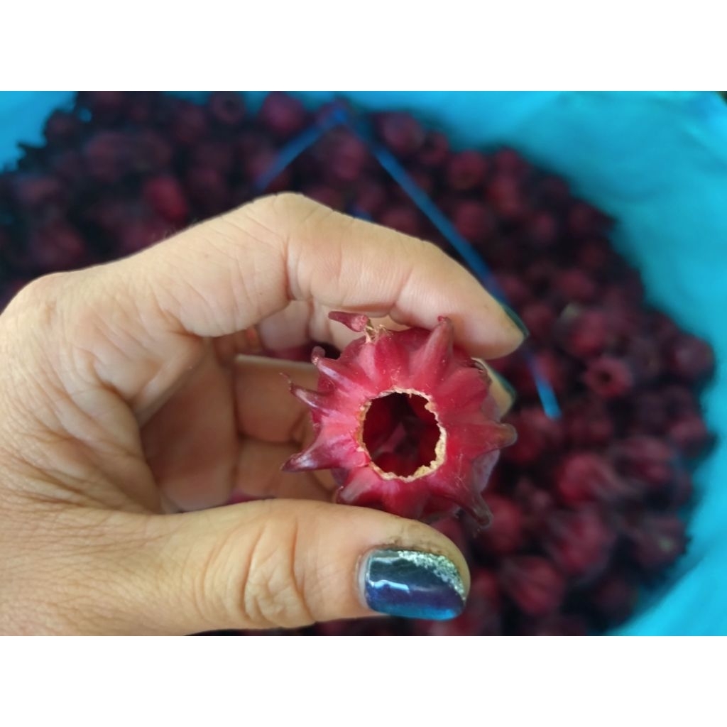 2kg hoa atiso đỏ tươi ( đã bỏ hạt)