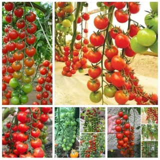 100 Hạt Giống Cà Chua Chuỗi Ngọc Đỏ – Quả Chùm Đẹp Mắt, Ngọt Mọng, Năng Suất Cao Hàng CTY