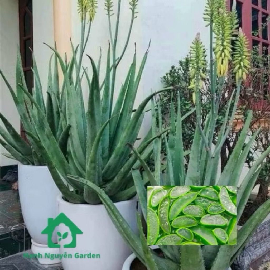 Cây nha đam Mỹ cho bẹ rất to (cây giống)