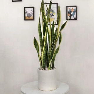  Cây lưỡi hổ tài lộc và may mắn thanh lọc không khí 