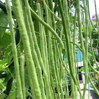 HẠT GIỐNG ĐẬU ĐŨA – DÂY KHỎE, RA QUẢ LIÊN TỤC