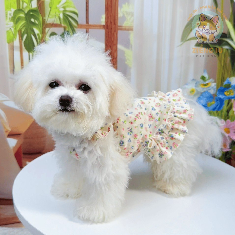 Váy hoa nhí cổ bèo (Tặng kẹp nơ) cho thú cưng - Áo, váy cho chó mèo, thú cưng - Ziềng iu Petshop