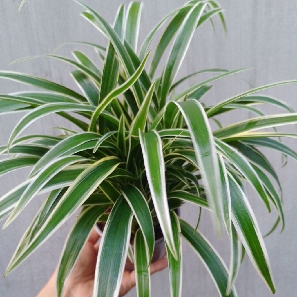 Cỏ Lan Chi chậu mini, có thể trồng thủy canh