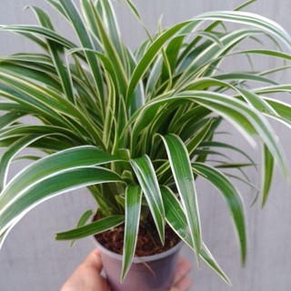 Cỏ Lan Chi chậu mini, có thể trồng thủy canh
