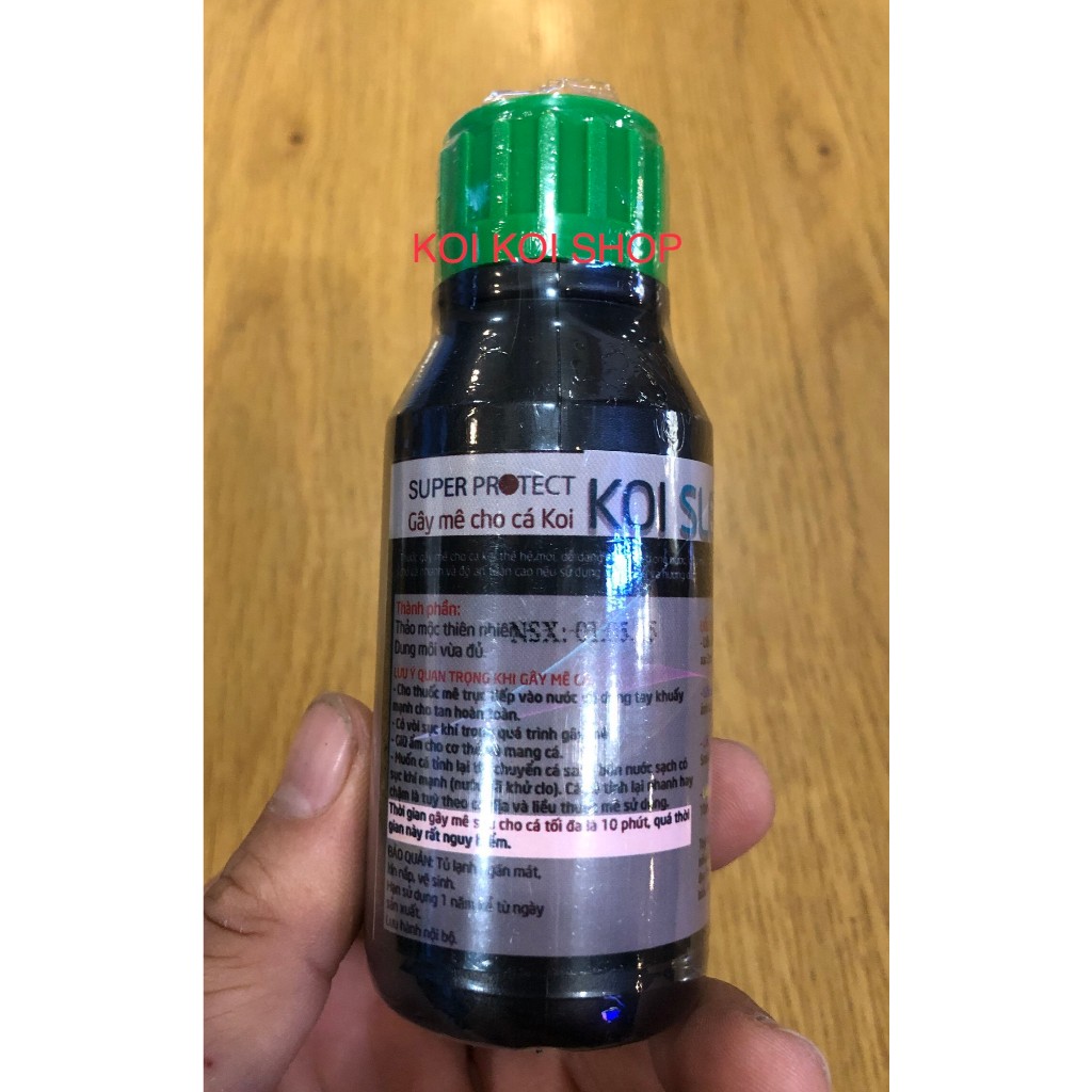 Gây mê cá koi, cá cảnh_koi sleep