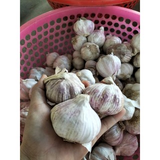 Tỏi khô củ to, nhiều tép,tỏi lụa  (0,5-1kg)