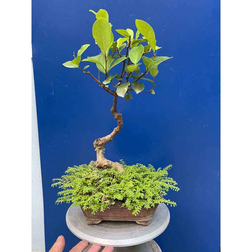 cây si búp đỏ mini bonsai
