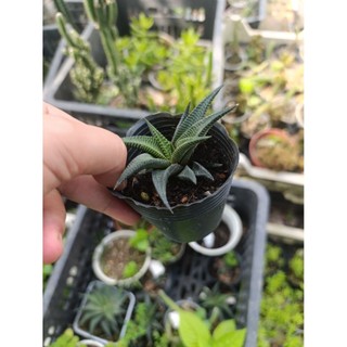 cây sen đá móng rồng xoáy