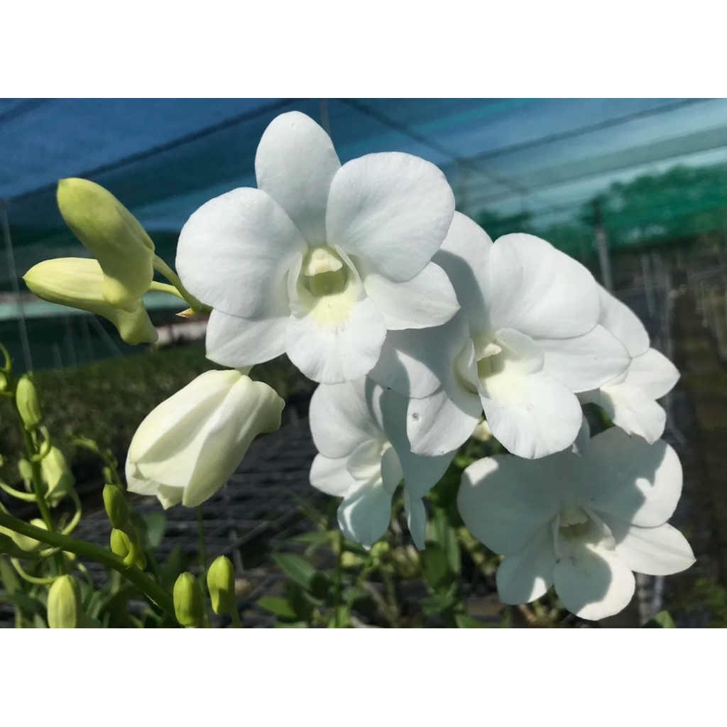 Hoa Lan Dendro Lai Hồ Điệp Trắng cây trưởng thành - Hoa Lan Thảo Linh