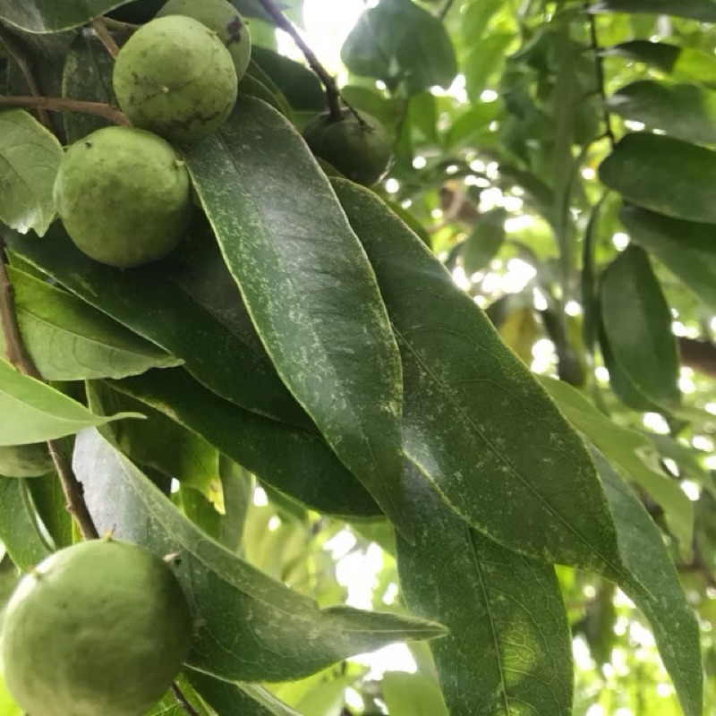 NƯỚC SẤU NGÂM ĐƯỜNG/Sấu Xanh Tươi nguyên quả luôn sẵn hàng
