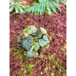 Chậu cây Begonia Sinuata