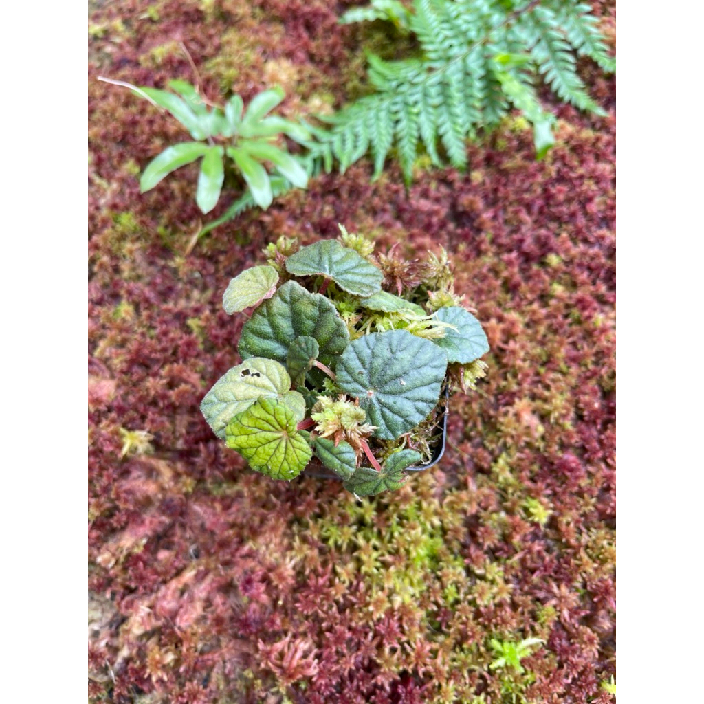 Chậu cây Begonia Sinuata
