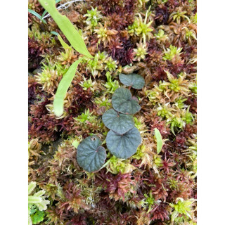 Chậu cây Begonia Sinuata