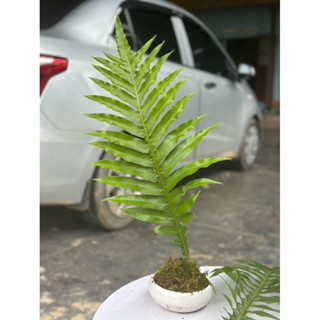 Tắc kè đá trang trí nhà cửa