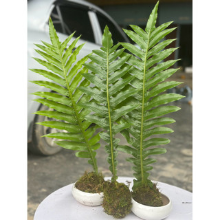 Tắc kè đá trang trí nhà cửa