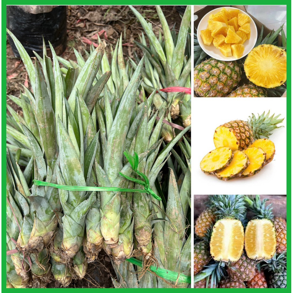Combo 5-10 Giống dứa mật MD2 không gai( ít gai ) quả to siêu ngọt