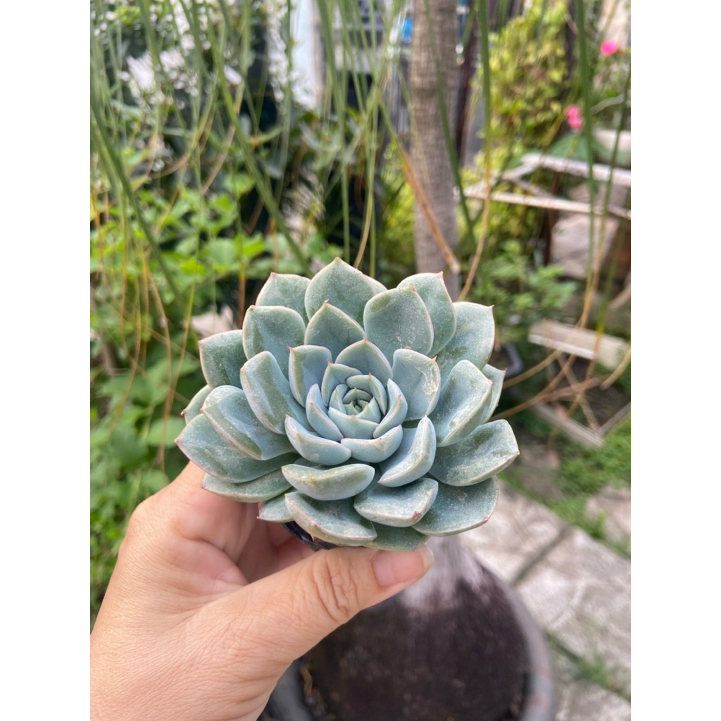 Sen liên đài trắng size nhỏ