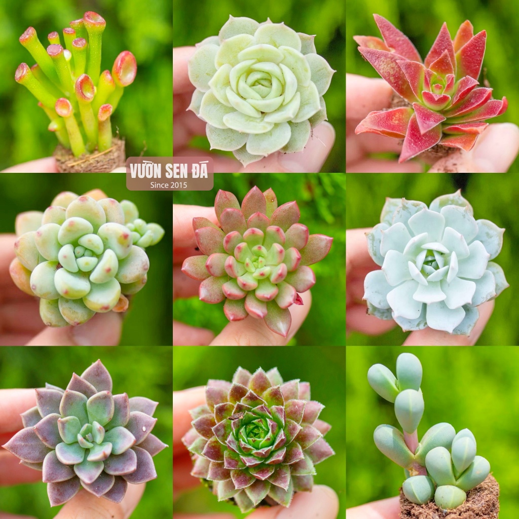 Sen đá mini màu rực rỡ 2-3cm