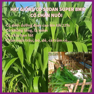  Hạt giống cỏ Sudan Super BMR - Cỏ Ngô  gói 500g  
