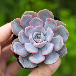 Sen đá viền tím 5-7cm - Vườn sen đá