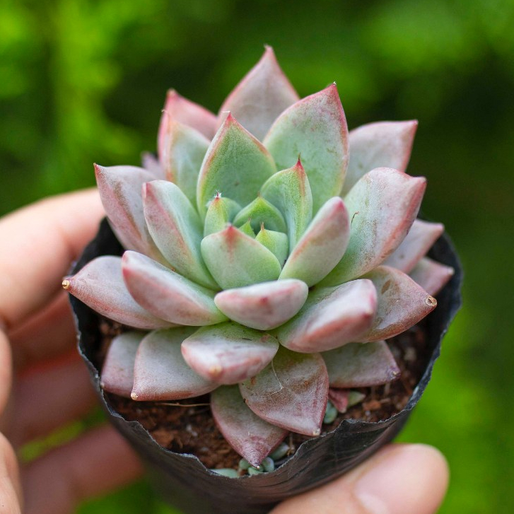 Sen đá mận đỏ 5-7cm - Vườn sen đá