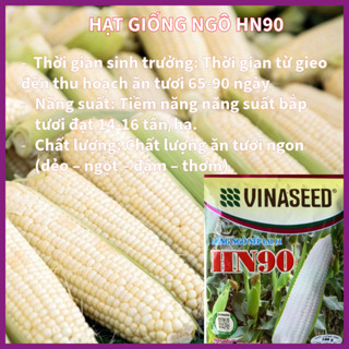  Hạt Giống Ngô Nếp Lai HN90 Đều Dẹp Thơm Tròn Hạt   gói 100gram   