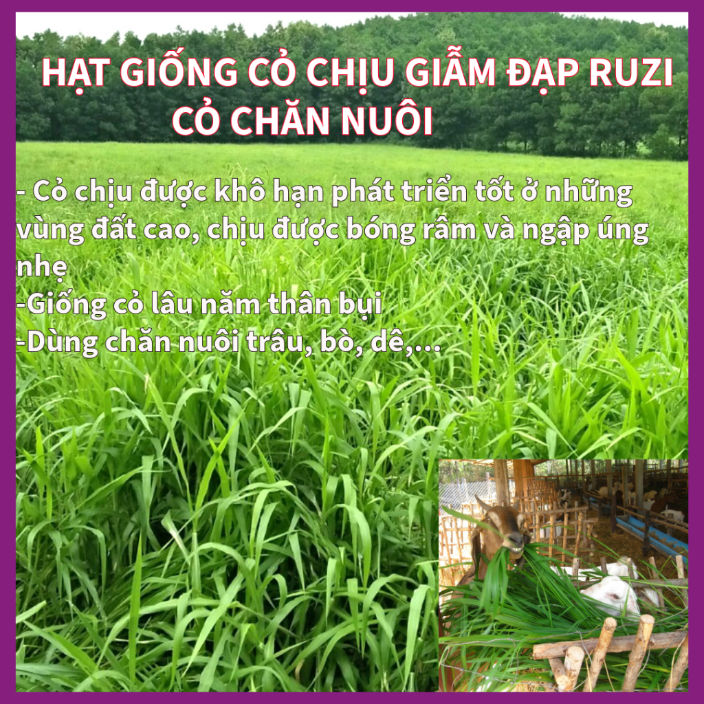 Hạt giống cỏ xả Ruzi - Cỏ chịu dẫm đạp (gói 1kg)