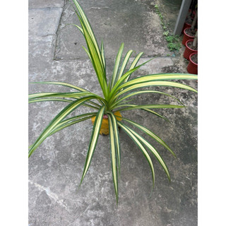 cây lá dứa sọc vàng ( dứa thái ) cây to khoẻ