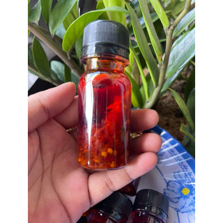 SATE  Tỏi Ớt Tươi Thơm Cay 100ml