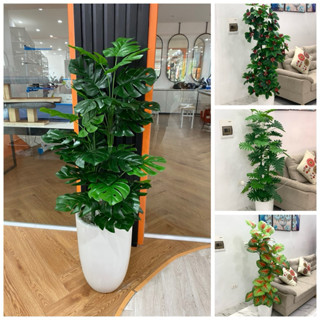 Cây trầu bà 3 thân 1m5 - 54 lá rách xanh tuyền, cây hoa giả, cây kèm chậu