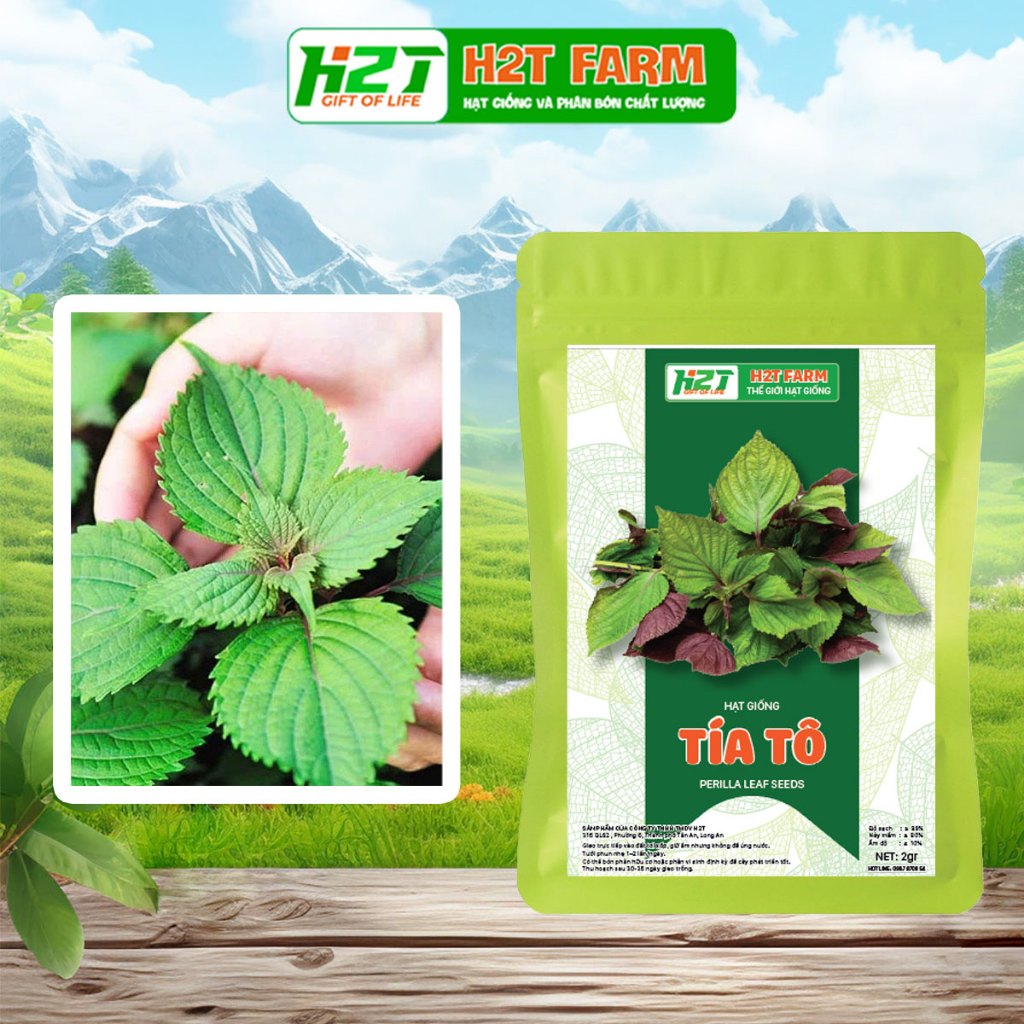 Hạt giống tía tô bốn mùa - H2T FARM