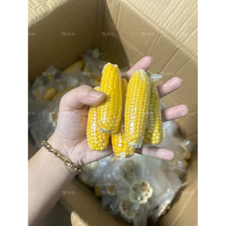 Bắp Mài Răng Cho Hamster 6-8cm